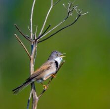 {{brizy_dc_image_alt imageSrc=