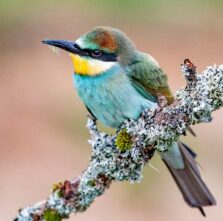 {{brizy_dc_image_alt imageSrc=